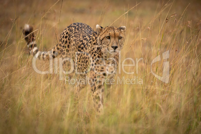 Cheetah walking through long grass in savannah