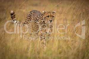 Cheetah walking through long grass in savannah