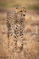 Cheetah walking through long grass lifting paw