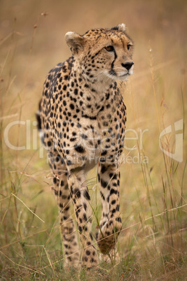Cheetah walking through long grass on savannah
