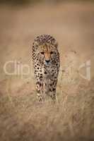 Cheetah walking through long grass towards camera