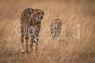 Cheetah walking through long grass with cub