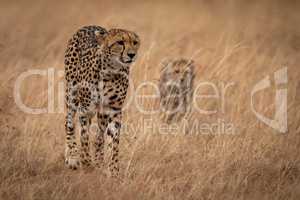 Cheetah walking through long grass with cub
