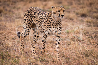 Cheetah walking through sparse grass on savannah