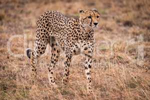 Cheetah walking through sparse grass on savannah