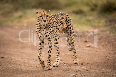 Cheetah walks across dirt track in savannah