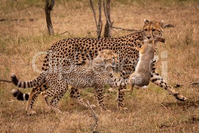 Cheetah walking with scrub hare beside cub