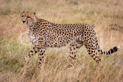 Cheetah walks across frame in long grass