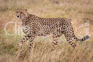Cheetah walks across frame in long grass