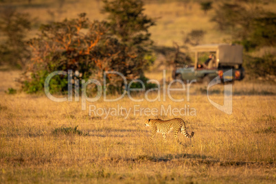 Cheetah walks across grassland with truck behind