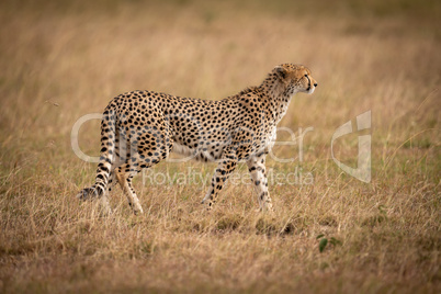 Cheetah walks across savannah with head lifted