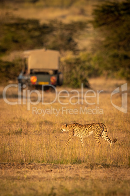 Cheetah walks across savannah with truck behind