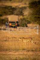 Cheetah walks across savannah with truck behind