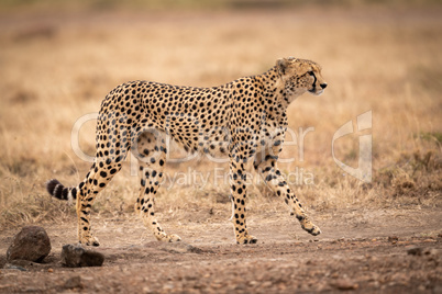 Cheetah walks across track with lifted paw