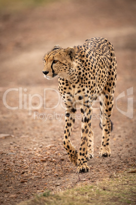 Cheetah walks down  dirt track in savannah