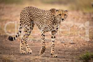 Cheetah walks down dirt track lifting paw