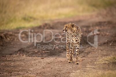 Cheetah walks down dirt track looking left