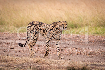 Cheetah walks down dirt track raising paw
