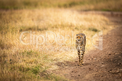 Cheetah walks down dirt track through grassland
