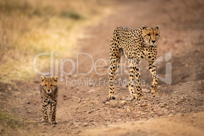 Cheetah walks down dirt track with cub