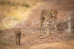Cheetah walks down dirt track with cub