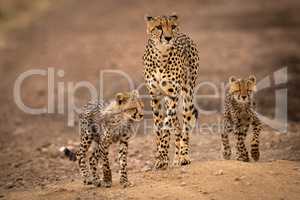 Cheetah walks down dirt track with cubs