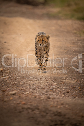 Cheetah walks down rocky track turning head