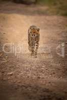 Cheetah walks down rocky track turning head