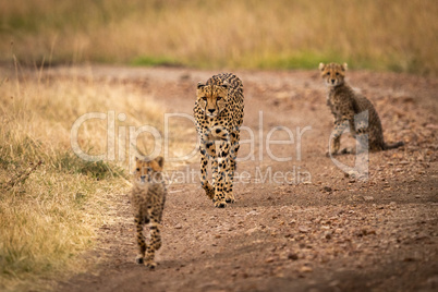 Cheetah walks down track between two cubs