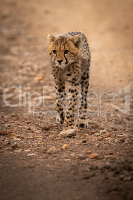 Cheetah walks down rocky track staring ahead