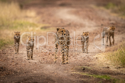 Cheetah walks down track with four cubs