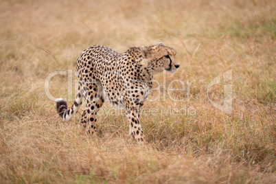 Cheetah walks in long grass looking out