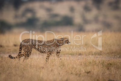 Cheetah walks in long grass looking right