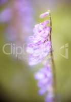 closeup of a purple flower of vetch