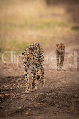 Cheetah walks down track followed by cub