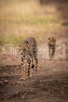 Cheetah walks down track followed by cub