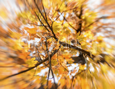 treetop maple with yellow leaves, blur