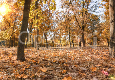 autumn city park with trees and yellow leaves