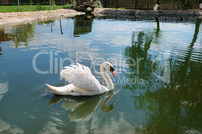 A beautiful white swan on the lake.