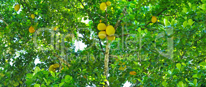 Breadfruit tree with ripe fruits. Wide photo.