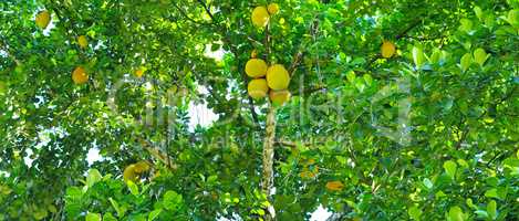 Breadfruit tree with ripe fruits. Wide photo.