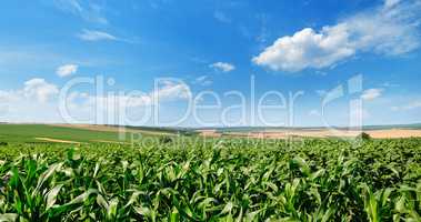 Bright green cornfield and blue sky with light cumulus clouds. W