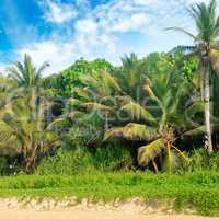 Tropical palms on the sandy beach .