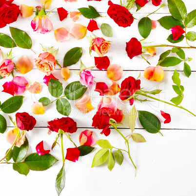 Red roses isolated on white background. Flat lay, top view.