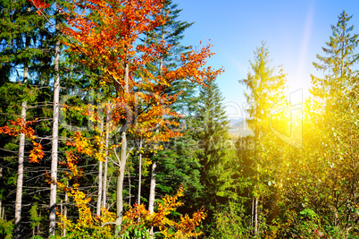 Beautiful autumn landscape. Mountains Carpathians, Ukraine.