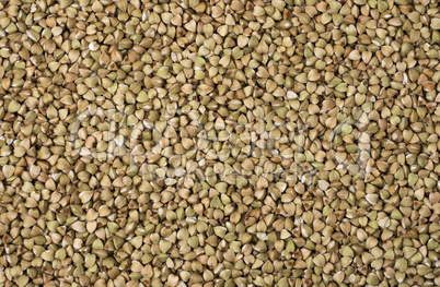 Natural fresh green buckwheat as background.