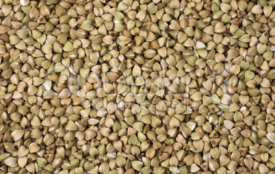 Natural fresh green buckwheat as background.