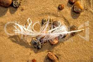 feather on a beach on pebbles