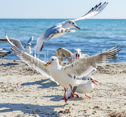 sea gulls on the beach