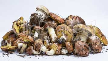 mushrooms Suillus luteus  and Boletus edulis
